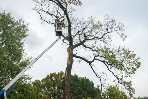 Pleasantville, NJ Tree Care Services Company